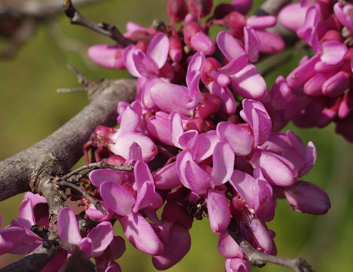 Cercis siliquastrum