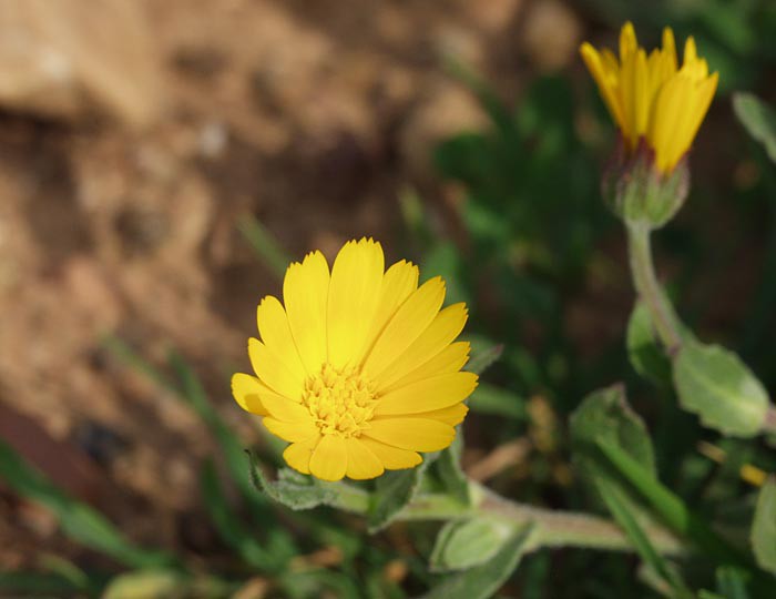 Calendula suffruticosa