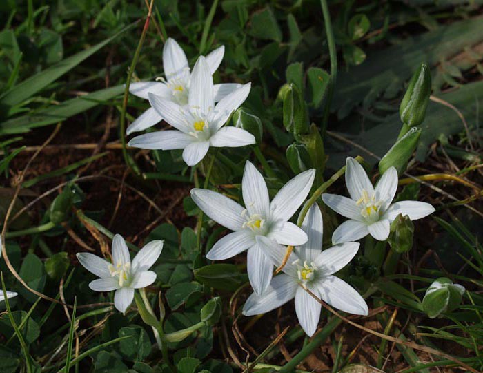 Ornithogalum sp.