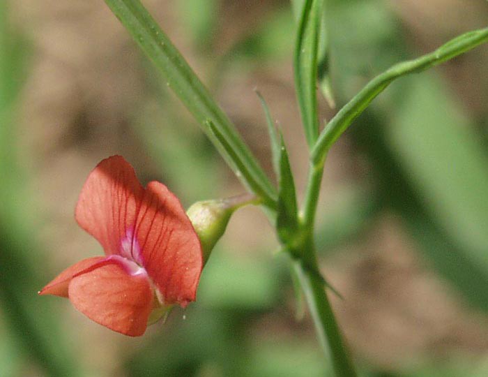 Lathyrus cicera