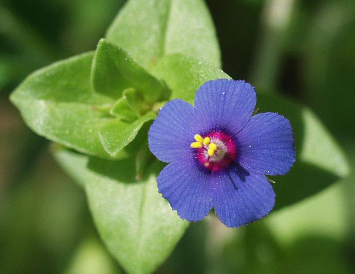 Anagallis arvensis