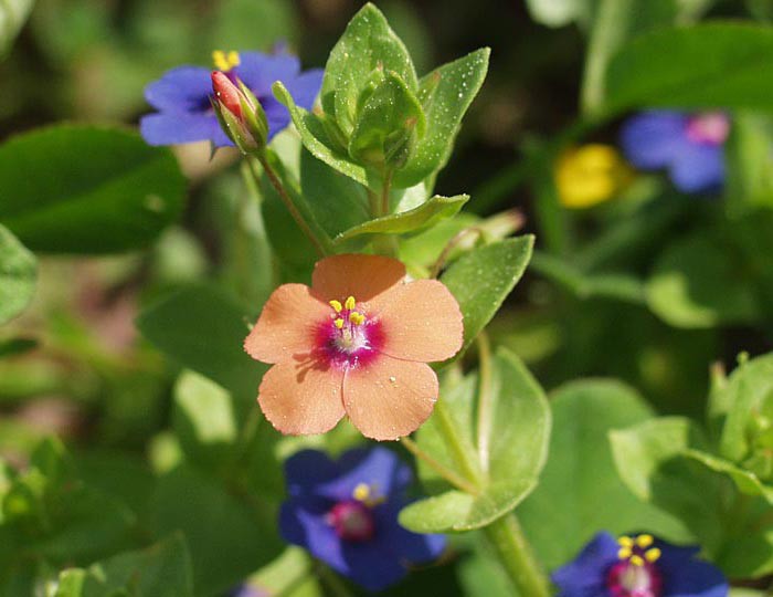 Anagallis arvensis