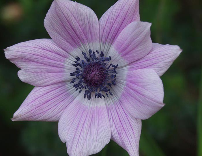 Anemone pavonina