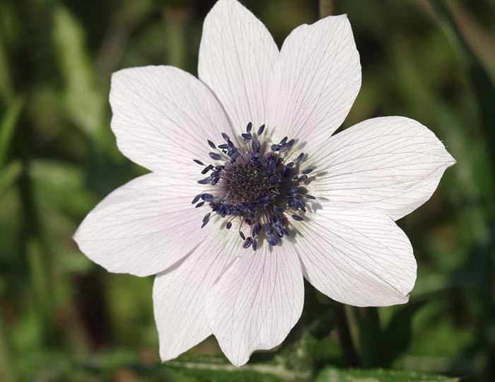 Anemone pavonina