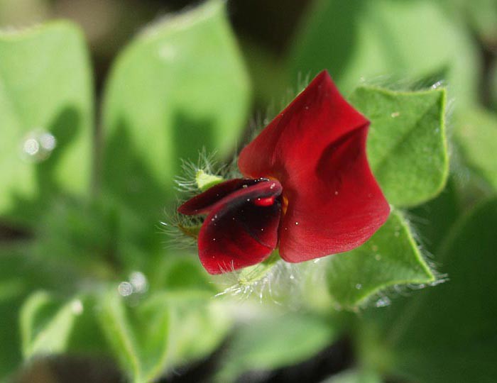 Tetragonolobus purpureus