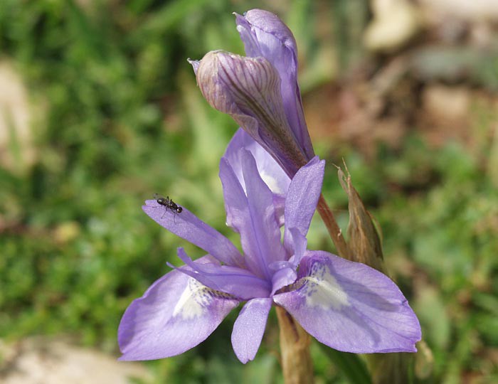 Gynandriris sisyrinchium