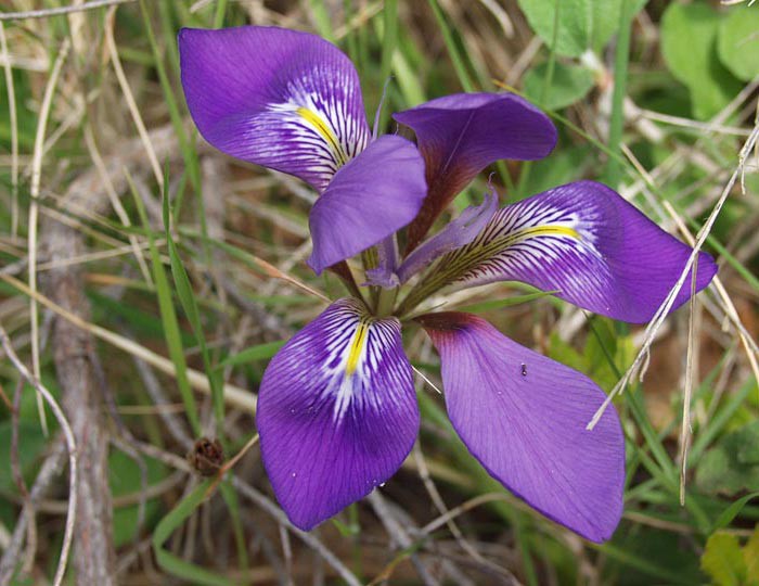 Iris unguicularis