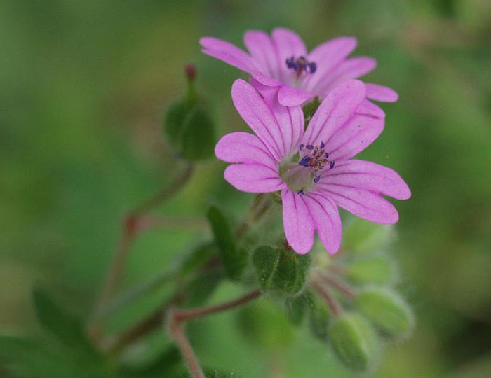 Geranium pyrenaicum