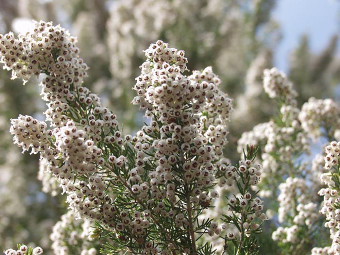 Erica arborea