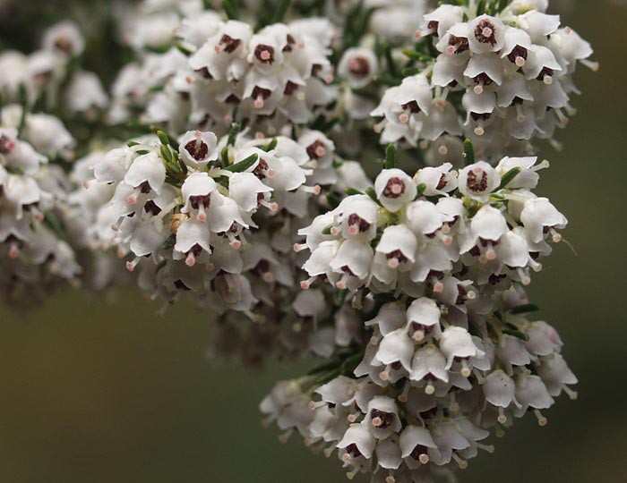 Erica arborea