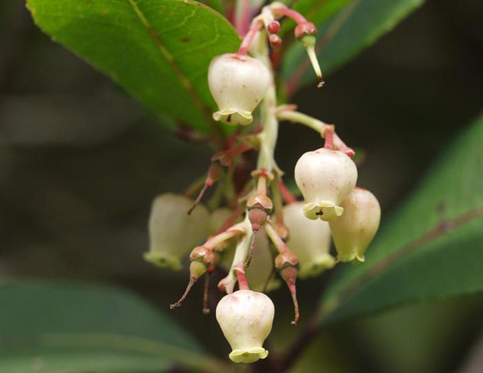 Arbutus unedo