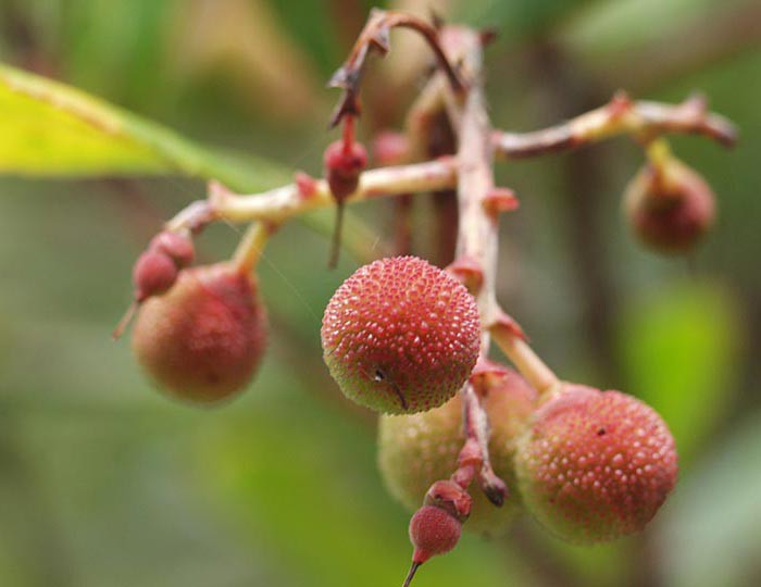 Arbutus unedo