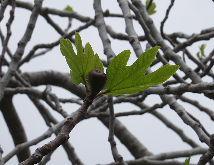 Ficus carica