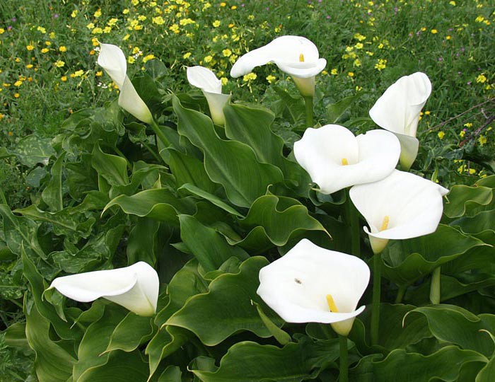 Zantedeschia aethiopica