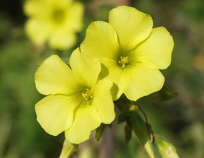 Oxalis pes-caprae