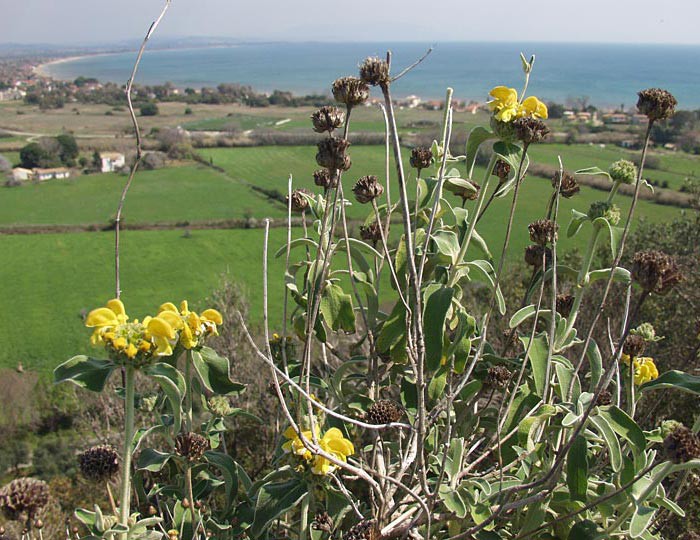 Phlomis fruticosa