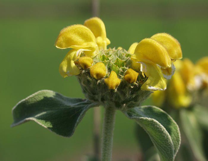 Phlomis fruticosa