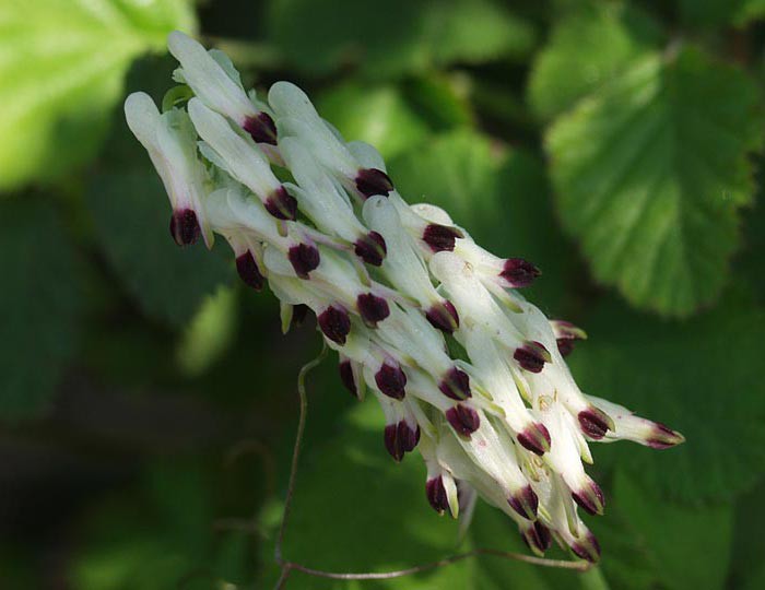 Fumaria capreolata