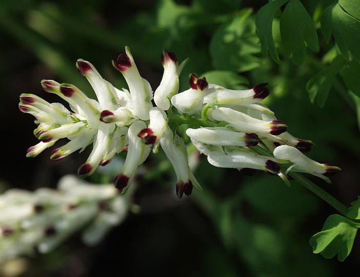 Fumaria capreolata