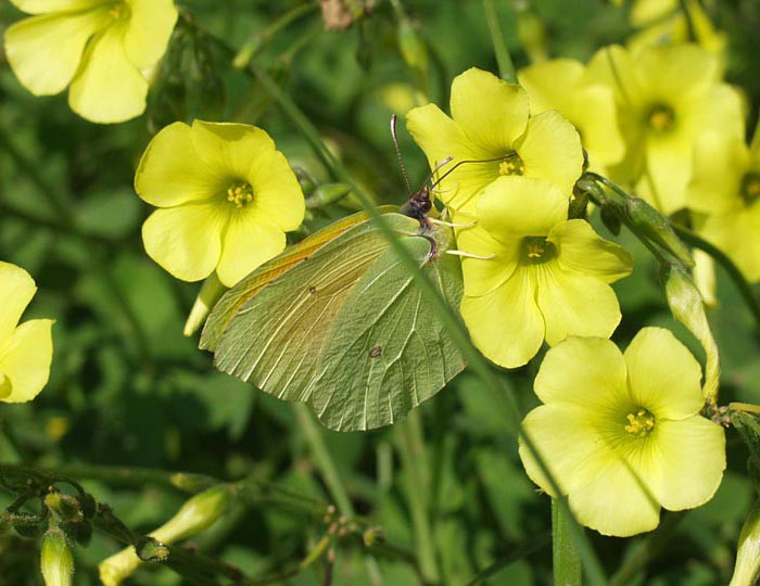 Gonepteryx cleopatra