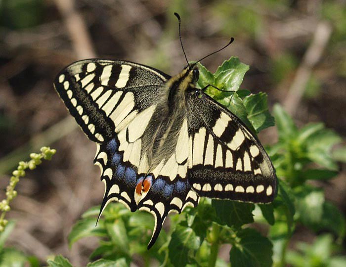 Papilio machaon