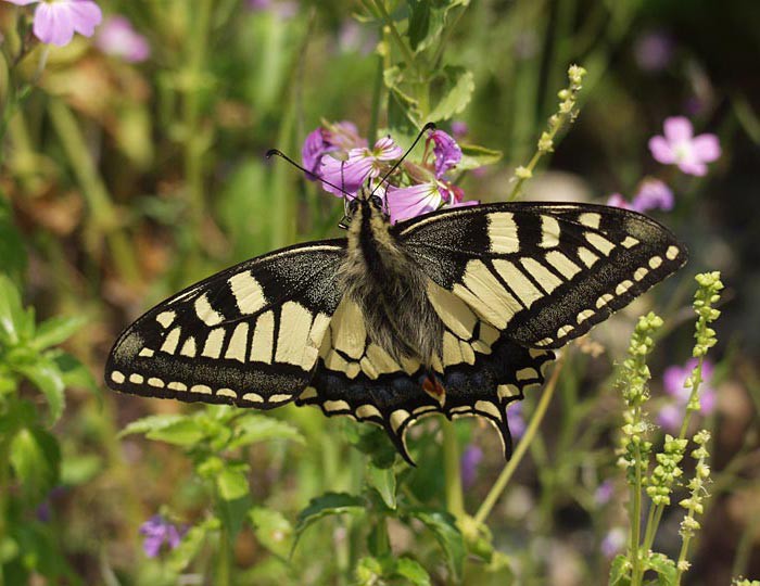 Papilio machaon