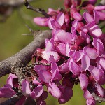 : Cercis siliquastrum