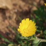 : Calendula suffruticosa