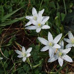 : Ornithogalum sp.