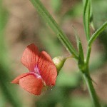 : Lathyrus cicera