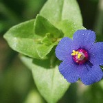 : Anagallis arvensis