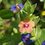 : Anagallis arvensis