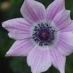 : Anemone pavonina