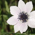 : Anemone pavonina