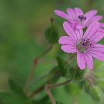 : Geranium pyrenaicum