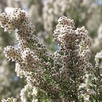 : Erica arborea