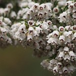 : Erica arborea