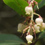 : Arbutus unedo