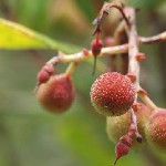 : Arbutus unedo