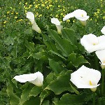 : Zantedeschia aethiopica