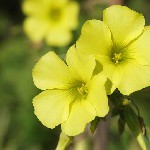 : Oxalis pes-caprae