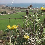 : Phlomis fruticosa