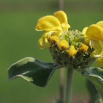 : Phlomis fruticosa