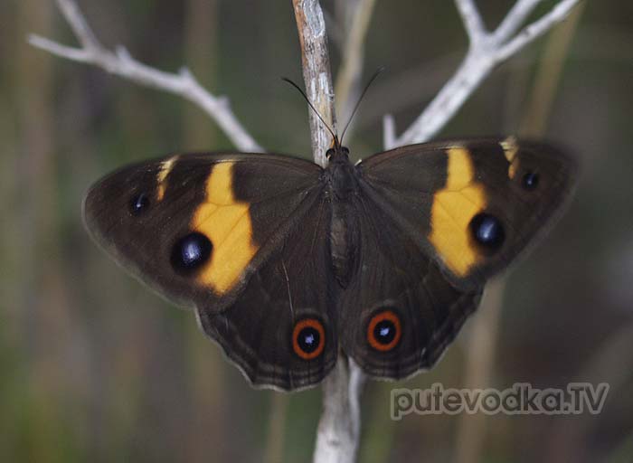 ���������� ��� ����� ��������� (Tisiphone abeona) ��������� Nymphalidae