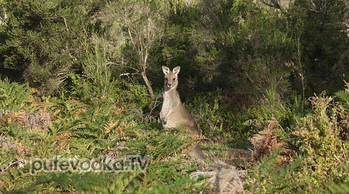 ��������� ����� ������� (Macropus giganteus)