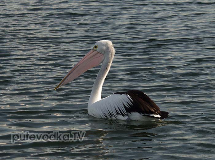 ������������� ������� (Pelecanus conspicillatus)