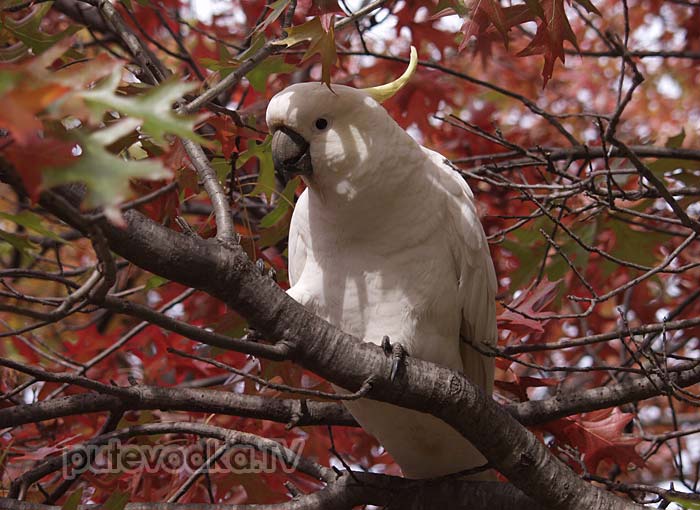 ������� ����������� ������ (Cacatua galerita ��� Plyctolophus galeritus)