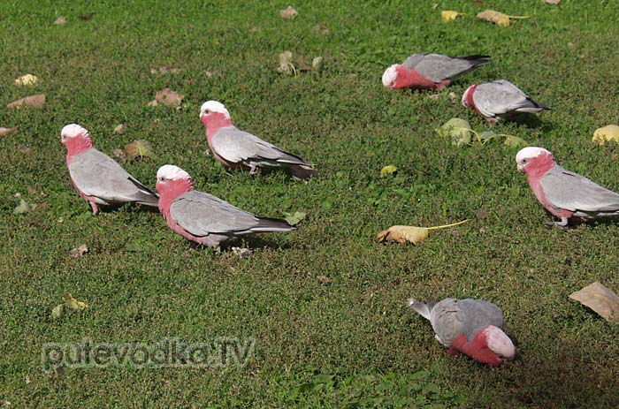 ������ ���� ��� ������������ ������ (Eolophus roseicapilla)