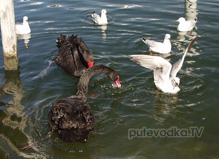 ���������&nbsp;&mdash; ������ �������. ׸���� ������(Cygnus atratus).