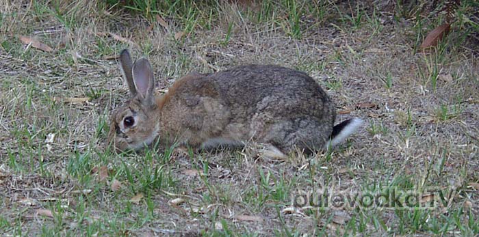 ����� ��� ����������� ������ (Oryctolagus cuniculus)